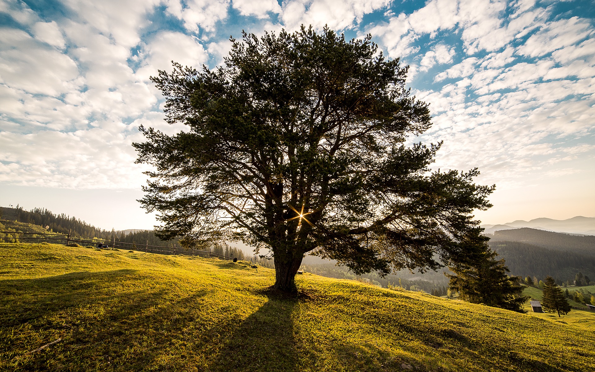 tree-1